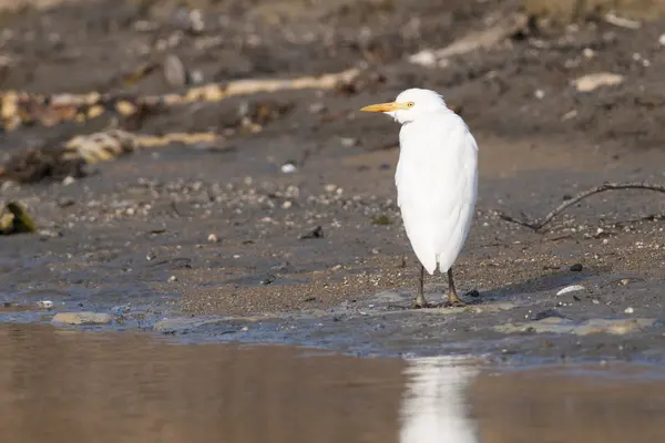 Aigrette des bovins — Photo