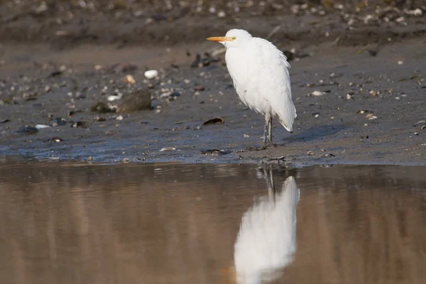 Aigrette des bovins — Photo