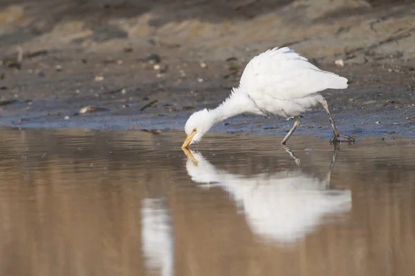 Aigrette des bovins — Photo