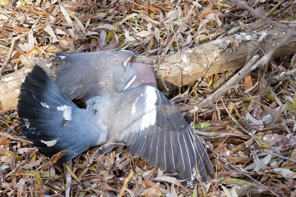 Wood Pigeons Dead — Stock Photo, Image