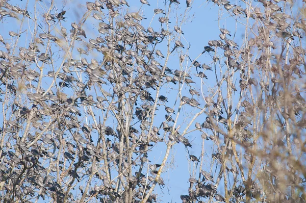 Wood Pigeons Flock — Stock Photo, Image