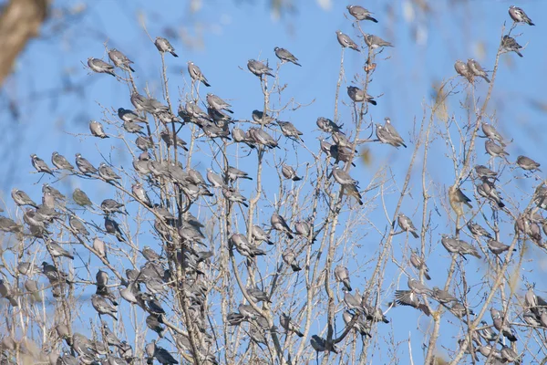 Wood Pigeons Flock — Stock Photo, Image