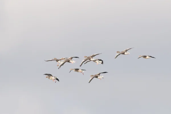 White fronted Goose — Stock Photo, Image