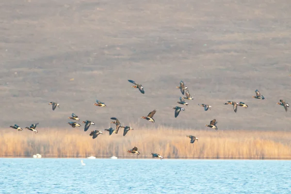 Kırmızı kruvaze kaz — Stok fotoğraf