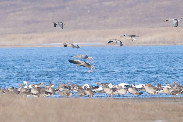 Ganso de Greylag —  Fotos de Stock