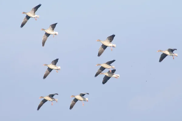 Greylag Goose — Stock Photo, Image