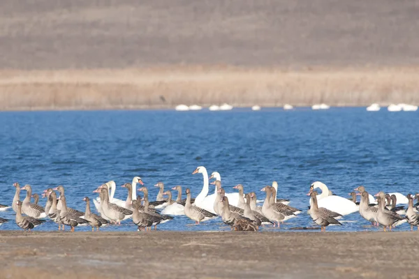 Bílý fronted goose — Stock fotografie