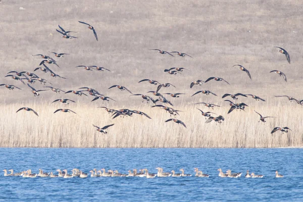 Kırmızı kruvaze kaz — Stok fotoğraf