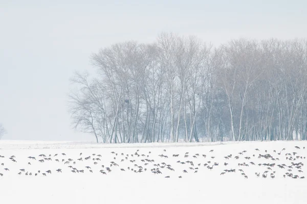 白色前置的鹅群 — 图库照片