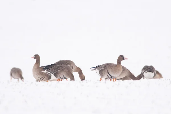 Witte fronted ganzen kudde — Stockfoto