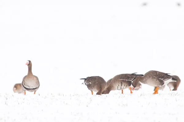 White fronted Geese Flock — Fotografie, imagine de stoc