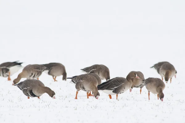 White fronted Geese Flock — Fotografie, imagine de stoc