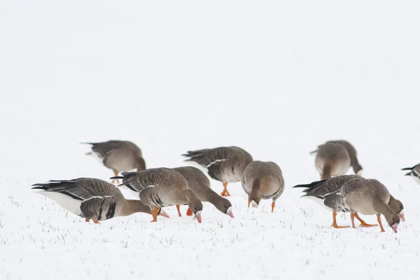 Gänseschwärme — Stockfoto