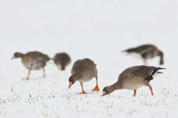 Gänseschwärme — Stockfoto