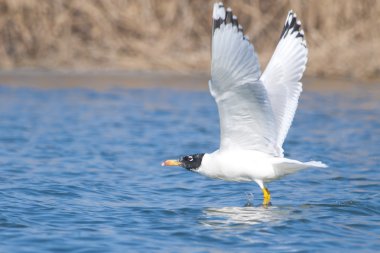 büyük Karabaş martı