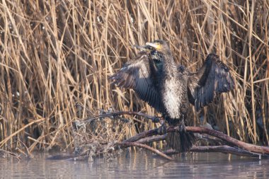 Great Cormorant in winter