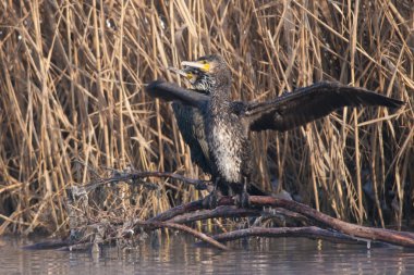 Great Cormorant in winter