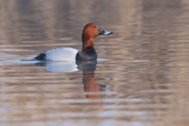 Pakta ((Aythya ferina)