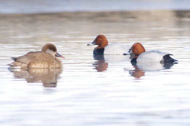 Kırmızı Tepeli patka