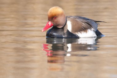 Kırmızı Tepeli patka