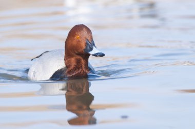 Pakta ((Aythya ferina)