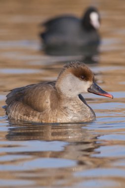 Kırmızı Tepeli patka