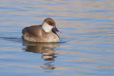 Kırmızı Tepeli patka