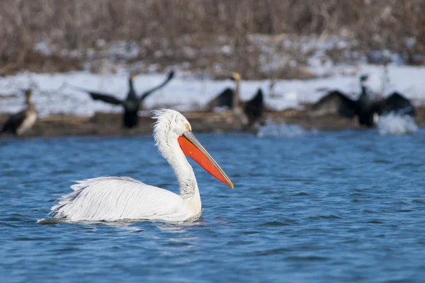 Dalmatian Pelican — Stock Photo, Image