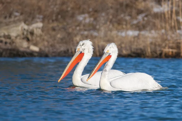 Dalmatische pelikaan — Stockfoto