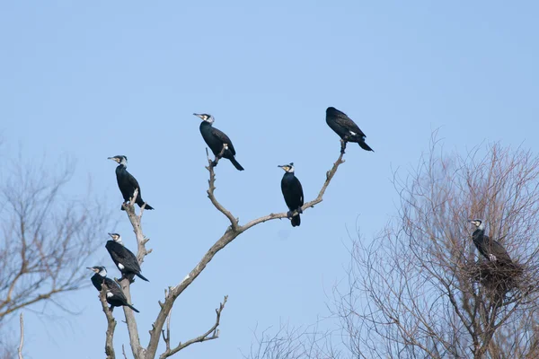 Great Cormorants — Stock Photo, Image