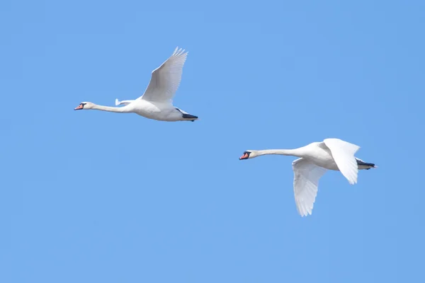 Cisnes mudos — Fotografia de Stock