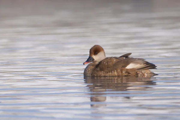 Red Crested Pochard — Stock Photo, Image