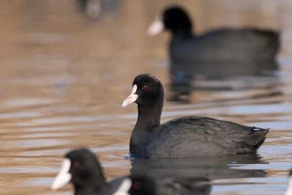 Common Coot — Stock Photo, Image