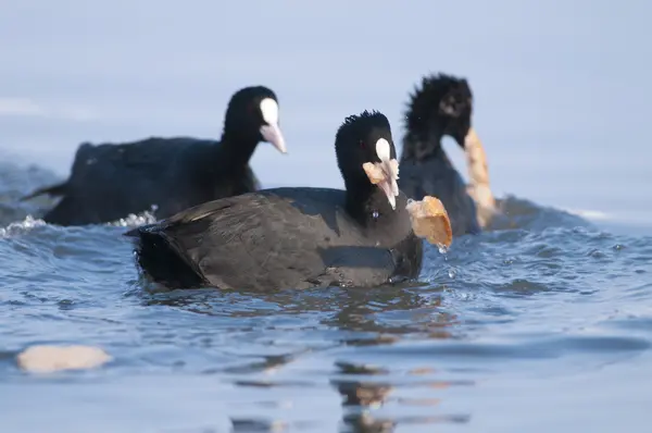 Common Coot — Stock Photo, Image