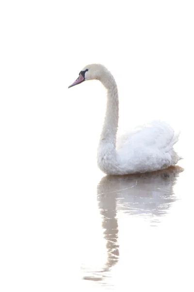 Mute Swan on ice — Stock Photo, Image