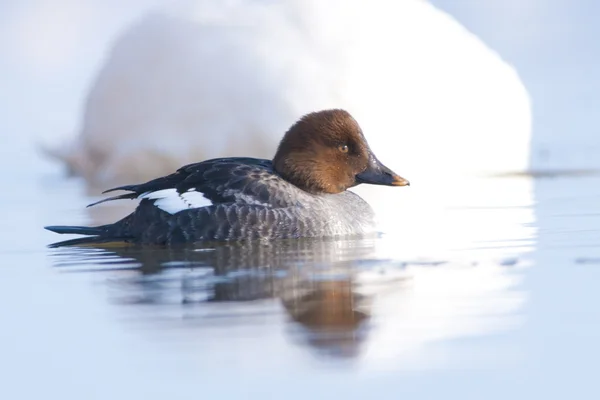 Goldeneye eend — Stockfoto