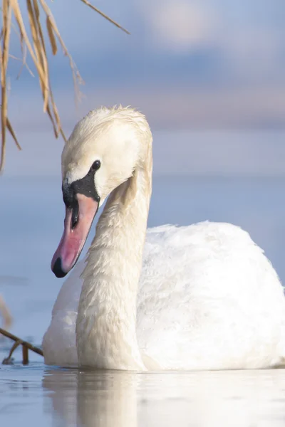 Cisne mudo na água — Fotografia de Stock