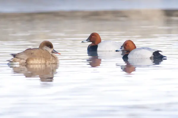 Pochard Crested vermelho — Fotografia de Stock