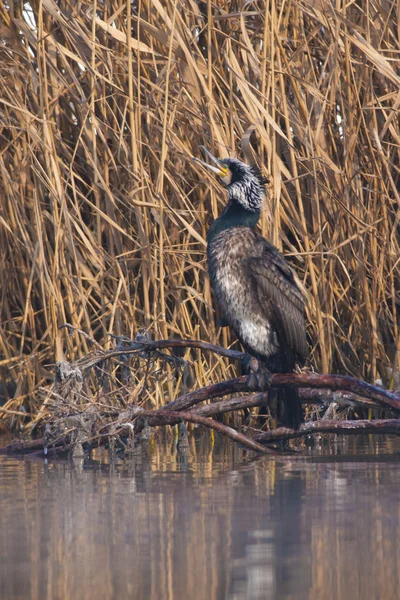 Great Cormorant in winter — Stock Photo, Image