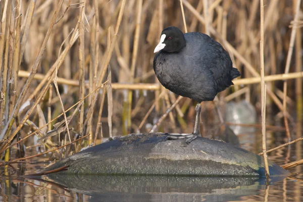 Gemeenschappelijke Meerkoet — Stockfoto