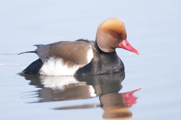 Rotschopfpochard — Stockfoto