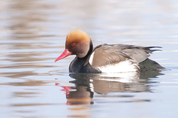 Rotschopfpochard — Stockfoto