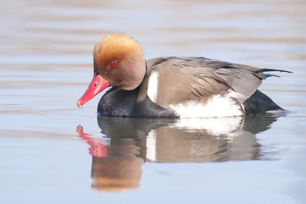 Rotschopfpochard — Stockfoto