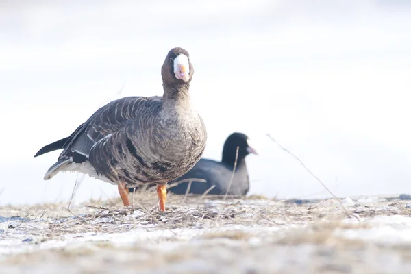 Bílý fronted goose — Stock fotografie