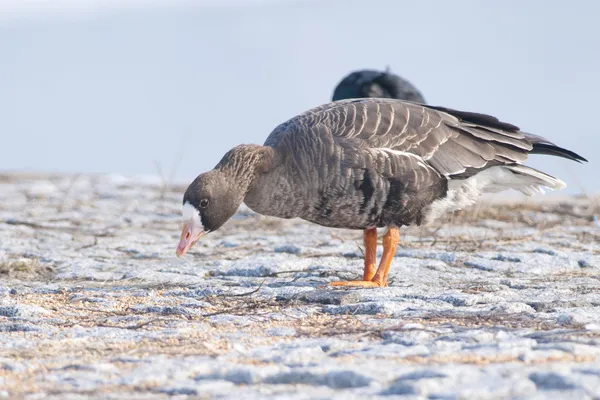 Bílý fronted goose — Stock fotografie