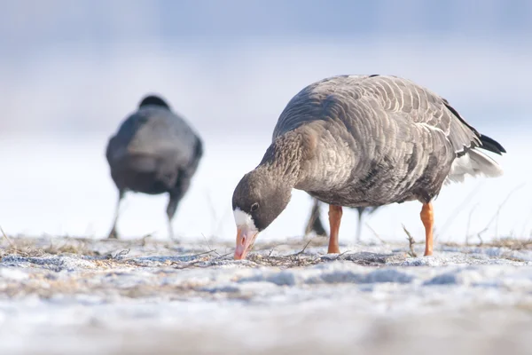 White Fronted Goose — Stock Photo, Image