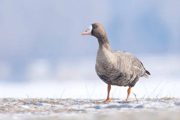 Bílý fronted goose — Stock fotografie