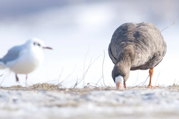 White Fronted Goose — Stock Photo, Image