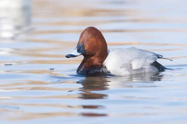 Pochard (Aythya ferina ) —  Fotos de Stock