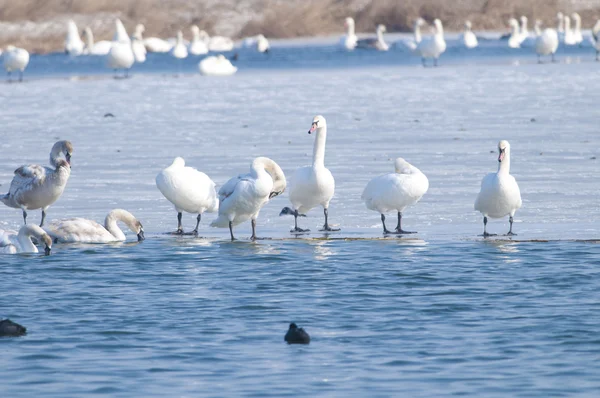 Mute Swans on ice — Stock Photo, Image